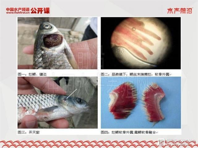 如何判斷龍魚鰓蓋爛洞是否嚴重？（魚鰓蓋爛洞的嚴重程度可以通過觀察其癥狀和檢查其結構來評估） 如何判斷龍魚鰓蓋爛洞是否嚴重？（魚鰓蓋爛洞的嚴重程度可以通過觀察其癥狀和檢查其結構來評估） 龍魚百科 第2張