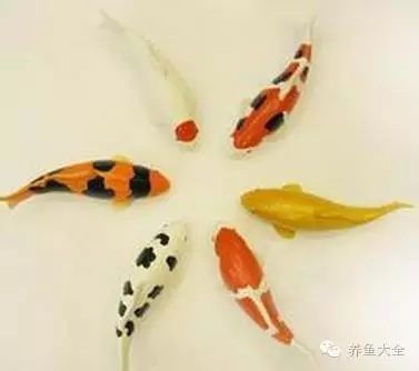 如何判斷龍魚鰓蓋爛洞是否嚴重？（魚鰓蓋爛洞的嚴重程度可以通過觀察其癥狀和檢查其結構來評估） 如何判斷龍魚鰓蓋爛洞是否嚴重？（魚鰓蓋爛洞的嚴重程度可以通過觀察其癥狀和檢查其結構來評估） 龍魚百科 第6張