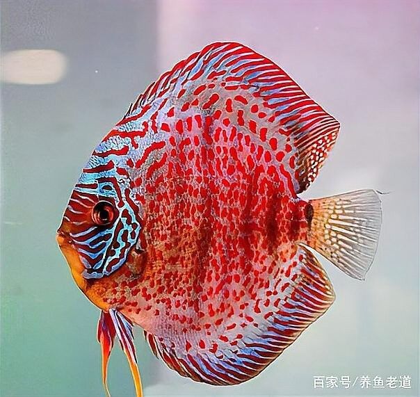 黑鱗龍魚恢復期間需要停食嗎？（黑鱗龍魚恢復期是否需要停食？）