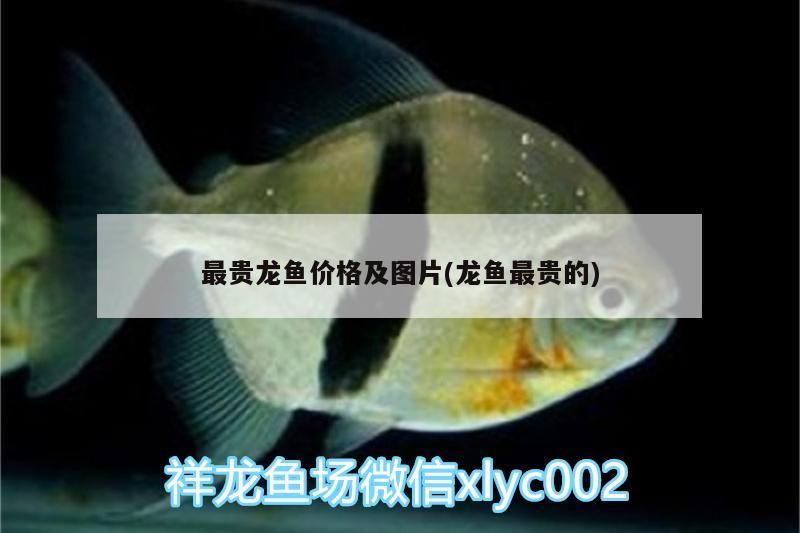 最貴龍魚價格及圖片(龍魚最貴的)