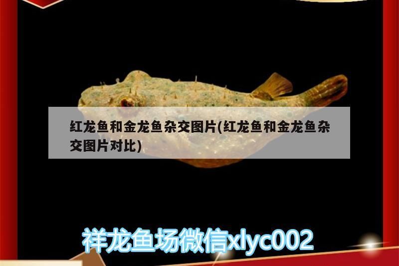 紅龍魚和金龍魚雜交圖片(紅龍魚和金龍魚雜交圖片對比)
