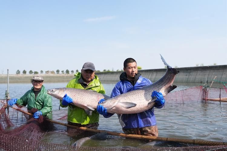 能提供更多青龍魚(yú)圖片嗎（關(guān)于青龍魚(yú)的介紹）