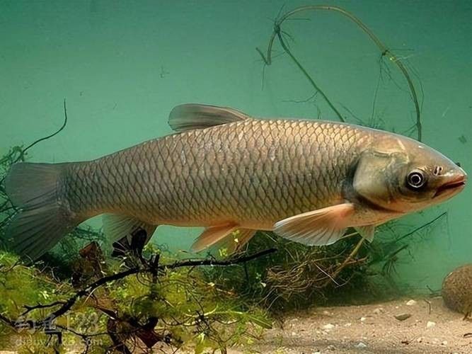 能提供更多青龍魚(yú)圖片嗎（關(guān)于青龍魚(yú)的介紹）