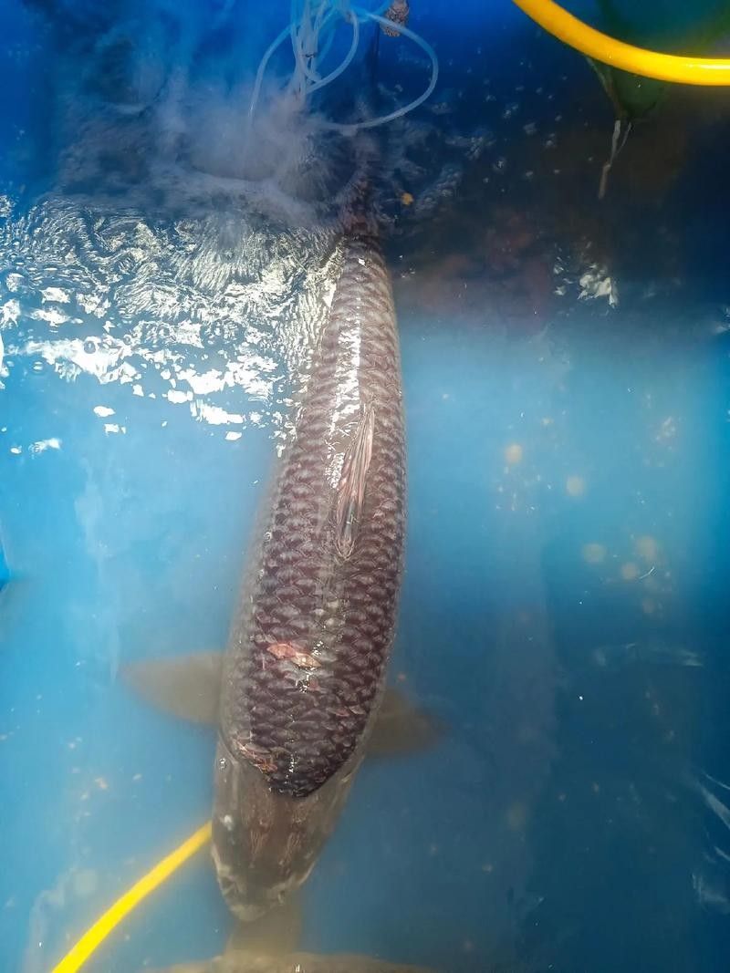 能提供更多青龍魚(yú)圖片嗎（關(guān)于青龍魚(yú)的介紹）