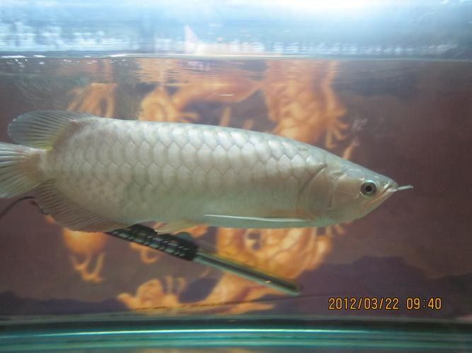 能提供更多青龍魚(yú)圖片嗎（關(guān)于青龍魚(yú)的介紹）