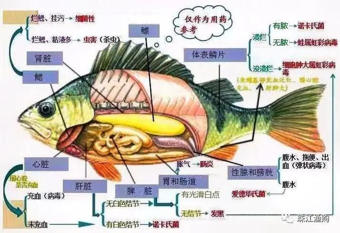 能提供更多青龍魚(yú)圖片嗎（關(guān)于青龍魚(yú)的介紹）
