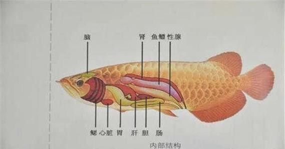有哪些國家允許食用龍魚，哪些國家允許食用龍魚