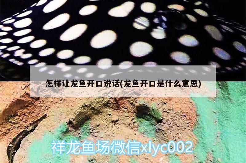 怎樣讓龍魚開口說話(龍魚開口是什么意思) 怎樣讓龍魚開口說話(龍魚開口是什么意思) 觀賞魚百科