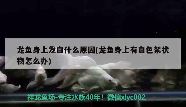 銀龍魚 龍魚身上發白什么原因(龍魚身上有白色絮狀物怎么辦) 觀賞魚百科 龍魚身上發白什么原因(龍魚身上有白色絮狀物怎么辦) 龍魚身上發白什么原因(龍魚身上有白色絮狀物怎么辦) 觀賞魚百科