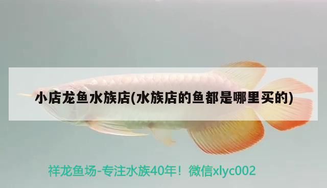 <strong><mark>小店</mark></strong>龍魚(yú)水族店(水族店的魚(yú)都是哪里買的)