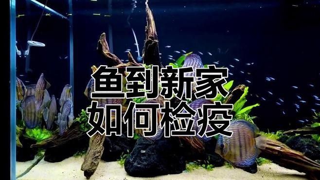 哪些藥物可以用于新魚檢疫（新魚檢疫是確保水生生態健康和可持續性的關鍵步驟）