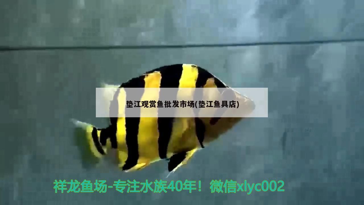 祥龍魚場是否提供定制魚缸服務?,祥龍魚場提供定制魚缸服務嗎? 龍魚百科 第2張 祥龍魚場是否提供定制魚缸服務?,祥龍魚場提供定制魚缸服務嗎? 祥龍魚場是否提供定制魚缸服務?,祥龍魚場提供定制魚缸服務嗎? 龍魚百科 第2張