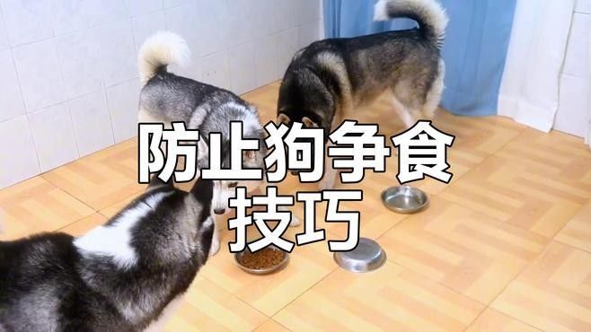 如何分區投喂以避免搶食 如何分區投喂以避免搶食 龍魚百科 第7張