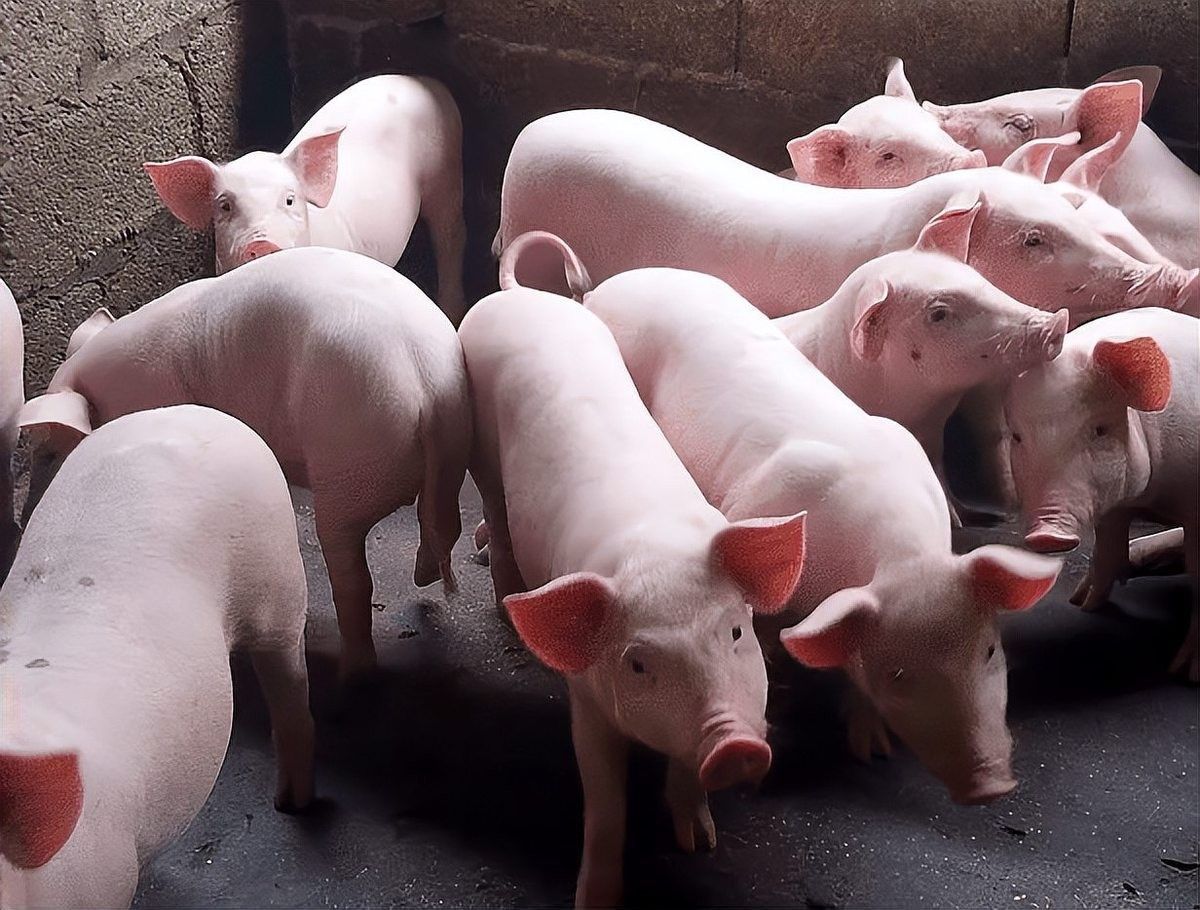 如何分區投喂以避免搶食 如何分區投喂以避免搶食 龍魚百科 第13張