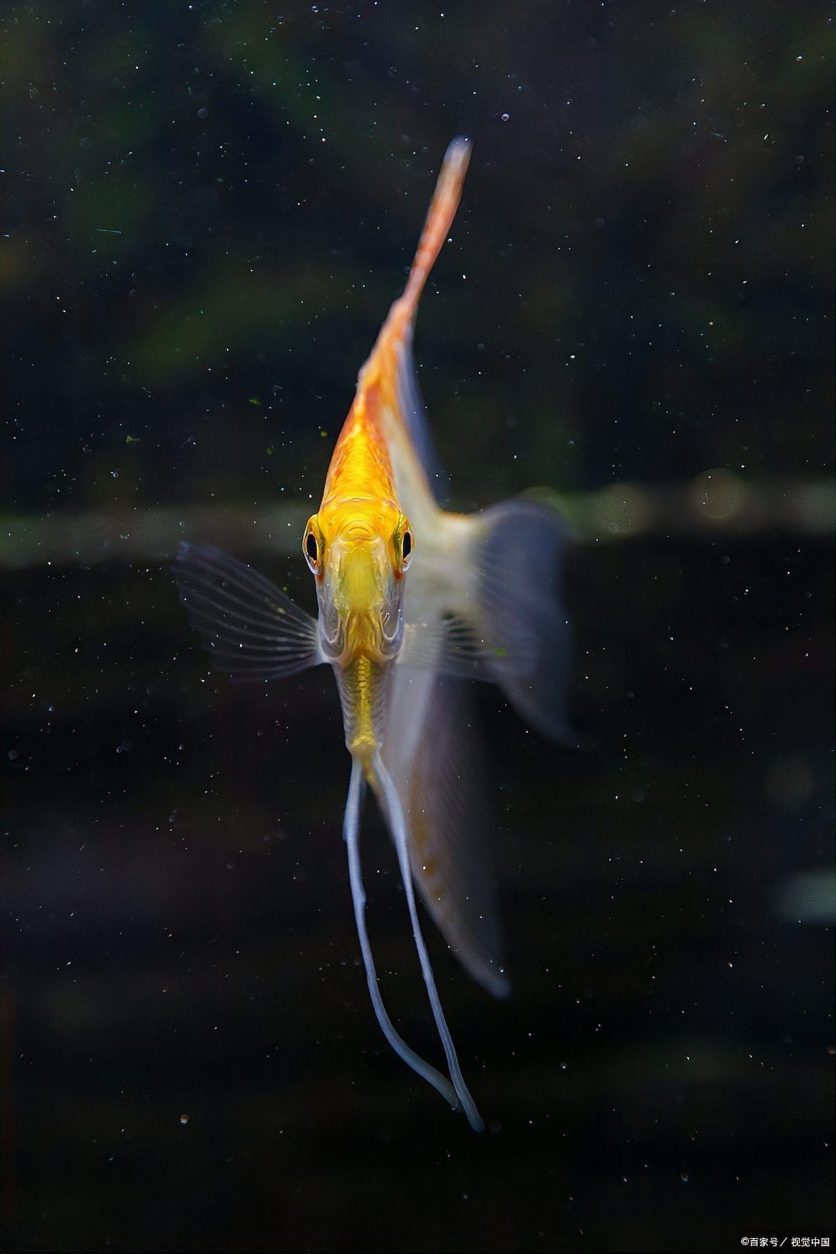 七彩雷龍魚繁殖期如何保持溫度