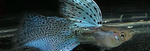 孔雀魚混養可以加鹽嗎？ 孔雀魚混養可以加鹽嗎？ 龍魚百科 第5張