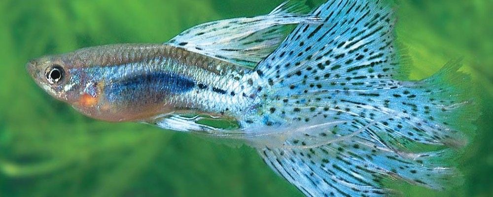 孔雀魚混養可以加鹽嗎？ 孔雀魚混養可以加鹽嗎？ 龍魚百科 第6張