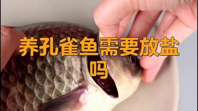 孔雀魚混養可以加鹽嗎？ 孔雀魚混養可以加鹽嗎？ 龍魚百科 第2張