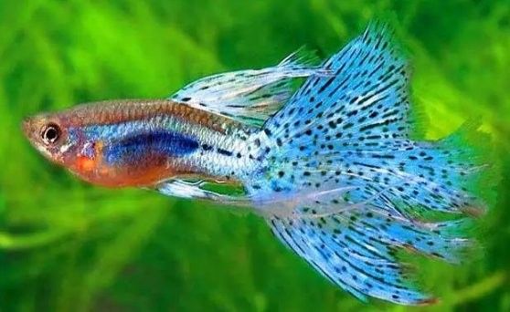 孔雀魚混養可以加鹽嗎？ 孔雀魚混養可以加鹽嗎？ 龍魚百科 第7張