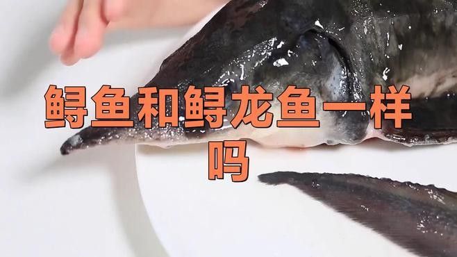 如何區(qū)分中華鱘和鱘龍魚的骨板？