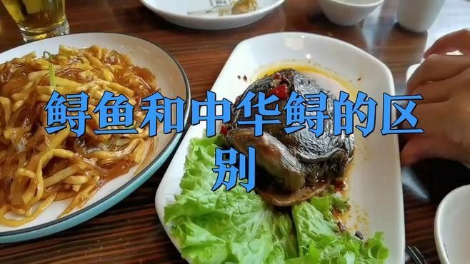 如何區(qū)分中華鱘和鱘龍魚的骨板？