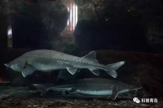 如何區(qū)分中華鱘和鱘龍魚的骨板？