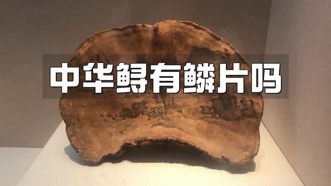 如何區(qū)分中華鱘和鱘龍魚的骨板？