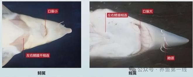 如何區(qū)分中華鱘和鱘龍魚的骨板？