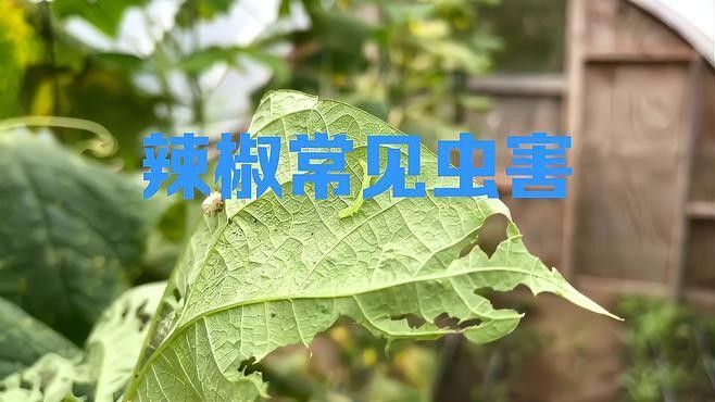 如何識別紅龍辣椒的病蟲害？