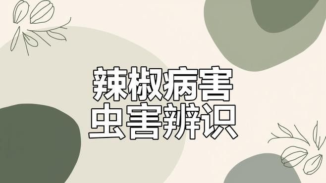 如何識別紅龍辣椒的病蟲害？