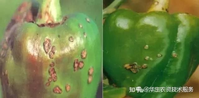 如何識別紅龍辣椒的病蟲害？