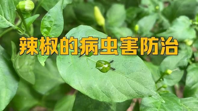 如何識別紅龍辣椒的病蟲害？