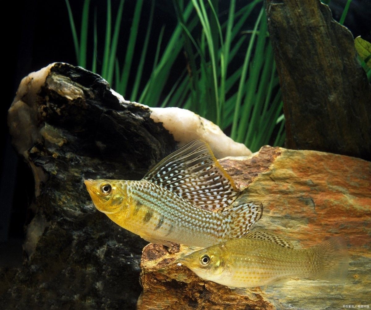 如何提供適合藍(lán)曼龍魚的水質(zhì)