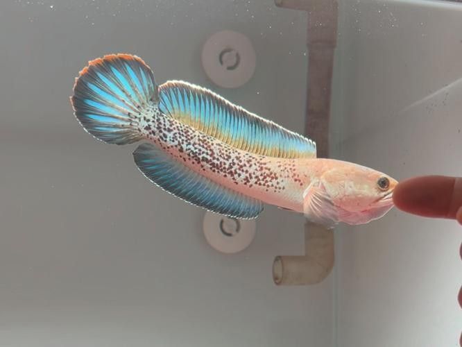 如何預防鬼王雷龍魚疾病