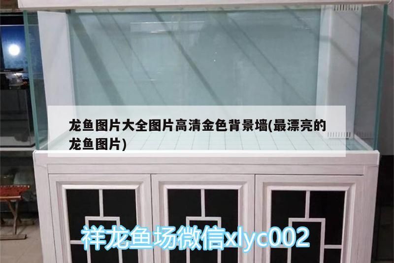 龍魚圖片大全圖片高清金色背景墻(最漂亮的龍魚圖片)