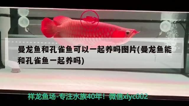 給大魚缸換水的作文:體驗給大魚缸換水的樂趣:體驗給大魚缸換水:給大魚缸換水的作文 曼龍魚和孔雀魚可以一起養嗎圖片(曼龍魚能和孔雀魚一起養嗎) 觀賞魚百科 曼龍魚和孔雀魚可以一起養嗎圖片(曼龍魚能和孔雀魚一起養嗎) 曼龍魚和孔雀魚可以一起養嗎圖片(曼龍魚能和孔雀魚一起養嗎) 觀賞魚百科