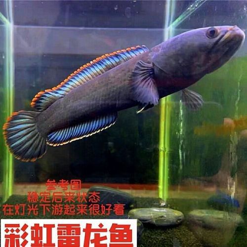 哪種雷龍魚最適合新手？
