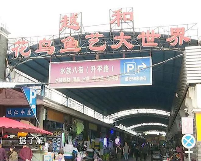 芳村花鳥魚市場搬到哪里去了：廣州芳村花鳥魚蟲市場搬遷 芳村花鳥魚市場搬到哪里去了：廣州芳村花鳥魚蟲市場搬遷 觀賞魚百科 第3張