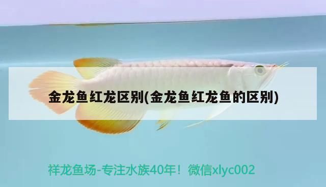 金龍魚紅龍區(qū)別(金龍魚紅龍魚的區(qū)別) 金龍魚紅龍區(qū)別(金龍魚紅龍魚的區(qū)別) 觀賞魚百科