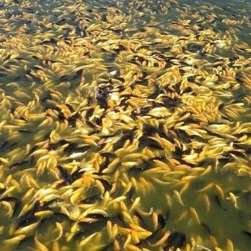天津龍魚養(yǎng)殖場(chǎng)的價(jià)格范圍