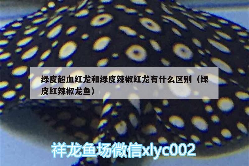 綠皮超血紅龍和綠皮辣椒紅龍有什么區別（綠皮紅辣椒龍魚） 綠皮超血紅龍和綠皮辣椒紅龍有什么區別（綠皮紅辣椒龍魚） 觀賞魚百科