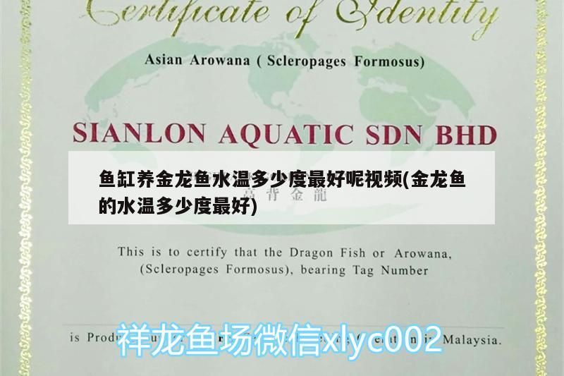 魚缸養金龍魚水溫多少度最好呢視頻(金龍魚的水溫多少度最好)