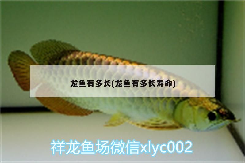 龍魚有多長(龍魚有多長壽命) 觀賞魚百科 第1張 龍魚有多長(龍魚有多長壽命) 龍魚有多長(龍魚有多長壽命) 觀賞魚百科 第1張