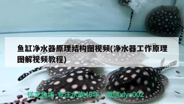 龍魚有多長(龍魚有多長壽命) 觀賞魚百科 第3張 龍魚有多長(龍魚有多長壽命) 龍魚有多長(龍魚有多長壽命) 觀賞魚百科 第3張