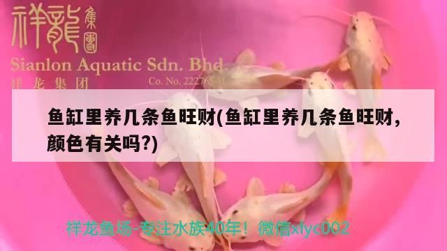 魚缸里養幾條魚旺財(魚缸里養幾條魚旺財,顏色有關嗎？)