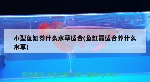 小型魚缸養(yǎng)什么水草適合(魚缸最適合養(yǎng)什么水草)