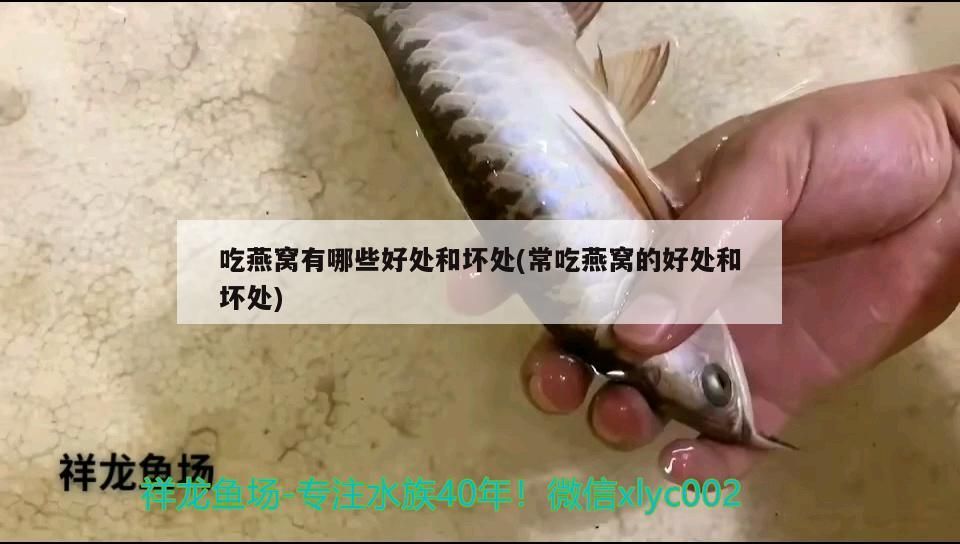 魚缸造景怎么布置圖片（魚缸造景裝飾效果圖） 魚缸造景怎么布置圖片（魚缸造景裝飾效果圖） 觀賞魚百科