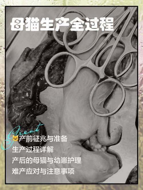 金龍幼魚如何辨別金龍幼魚的優質金龍幼魚的辨別方法