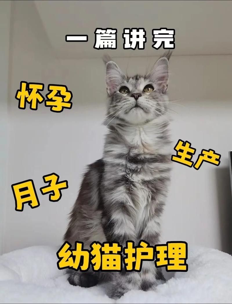 懷孕母貓產后如何護理？（佩特汪，母貓“產后”如何護理，別草率了事）