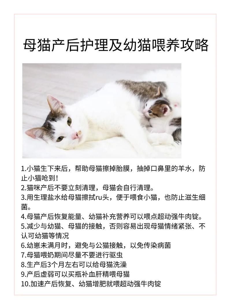 懷孕母貓產后如何護理？（佩特汪，母貓“產后”如何護理，別草率了事）